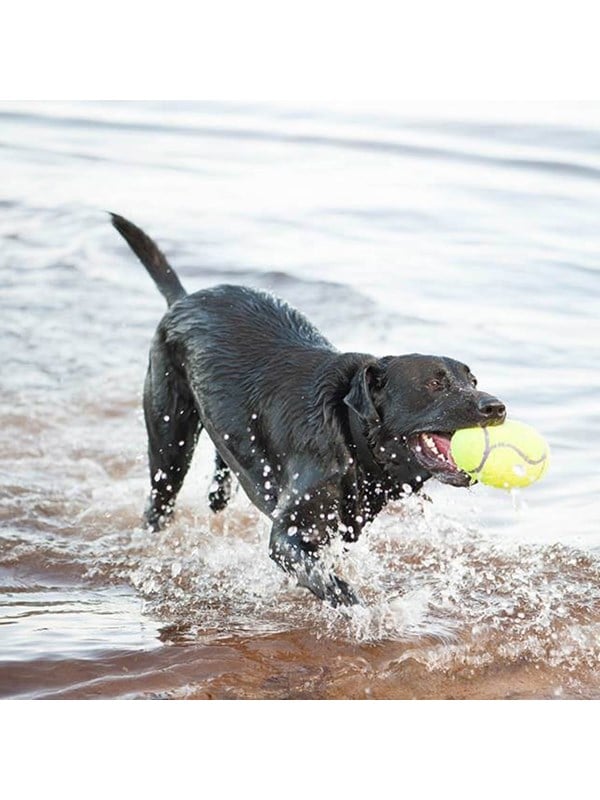 Kong Hundelegetøj Airdog Squeaker Football Medium 12 5cm