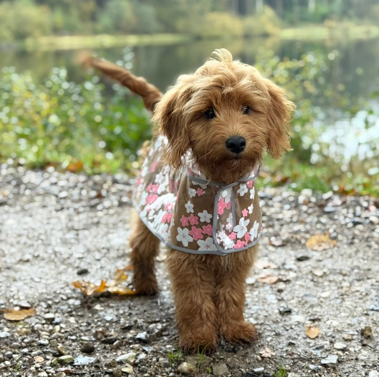 Regnjakke Til Hund M  Blomster   Pink   Small