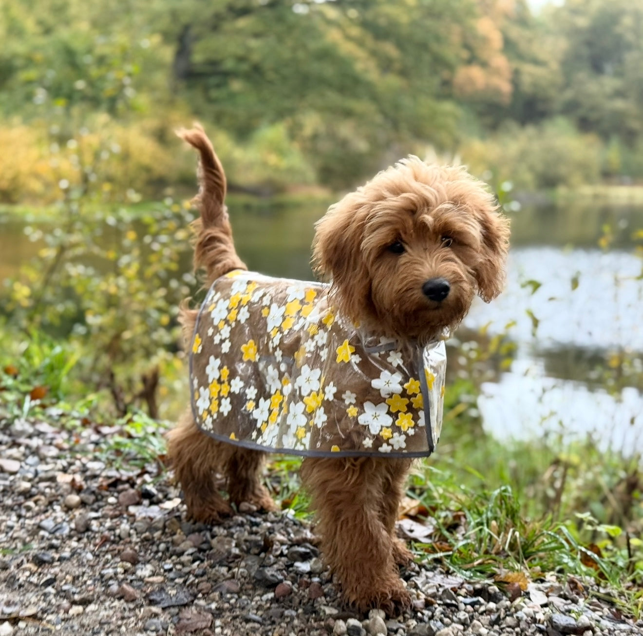Regnjakke Til Hund M Blomster Gul Small