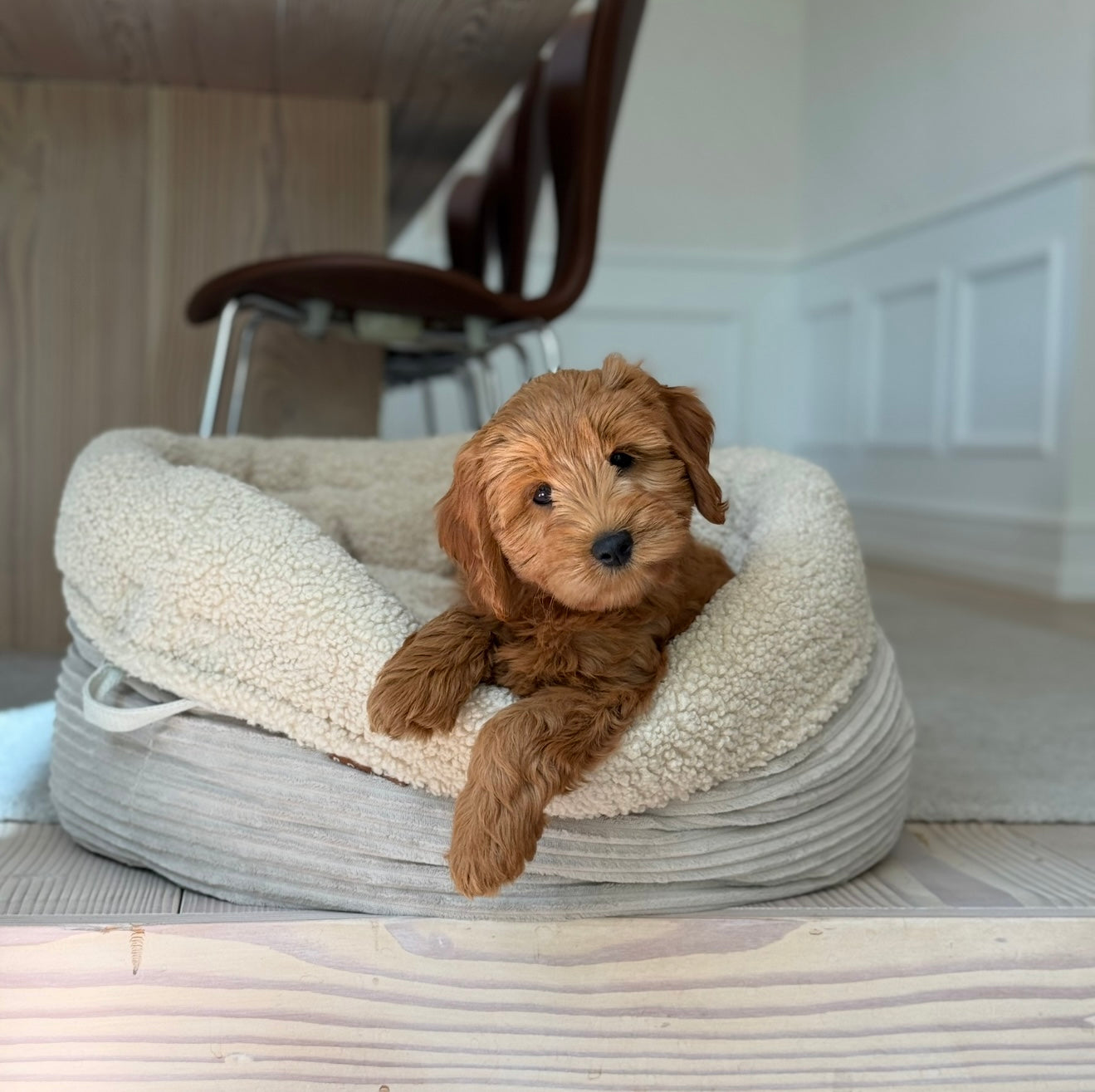 Hanna Hundekurven   Sherpa Fleece   Bred Fløjl