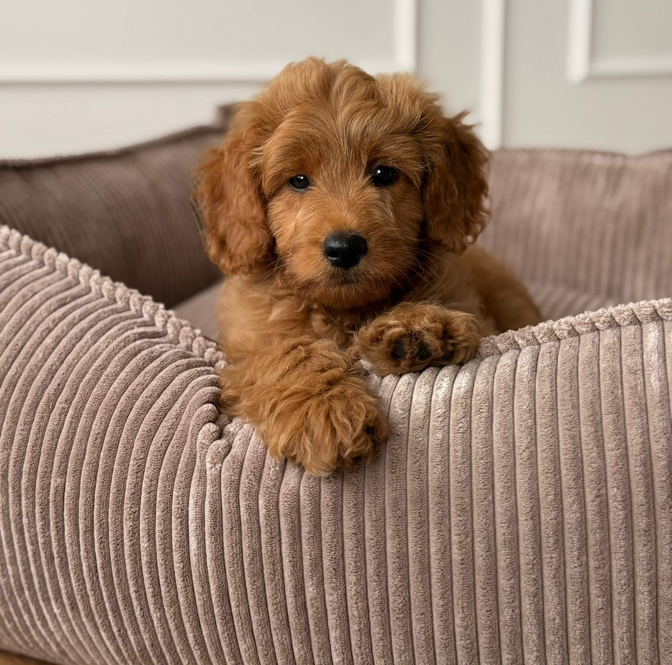 Carl Hundekurven   Lys Brun Bred Fløjl   Medium